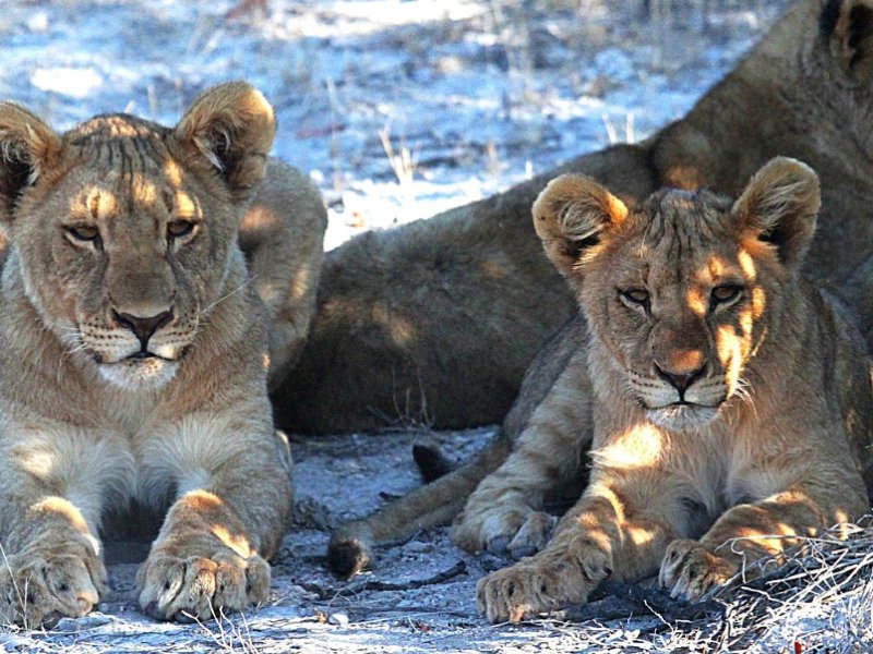 lions namibie esprit nomade